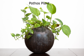 Pothos Plant