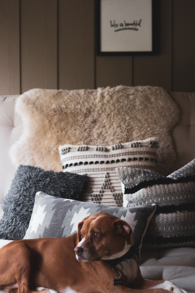 Fuzzy throw pillows - Dog - How to freshen up your home when the holidays are over - Monson Mass Interior Design