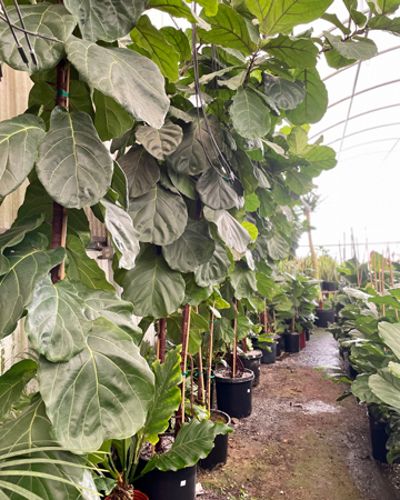 Fiddle Leaf Fig - Tree - Houseplant - Western Massachusetts - Details Interiors