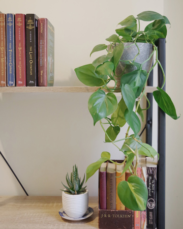 Philodendron - Brasil - Home Decor - Interior Decorating in Massachusetts