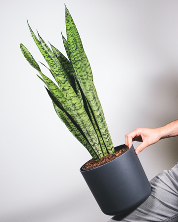 Sansevvieria Houseplant - Interior Decorating With Plants in MA - Details Interiors